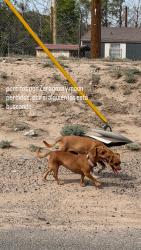 Found/Stray Unknown Dog last seen Vista mark, El Paso, TX 79927
