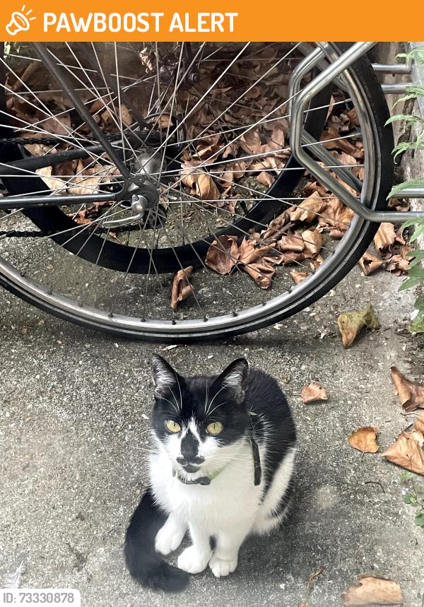 Found/Stray Unknown Cat last seen East Street, Greater London, England SE17 2JP