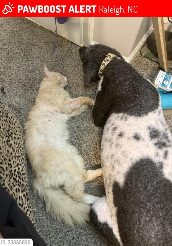 Lost Male Cat last seen Near beacon bluff, Raleigh, NC 27604