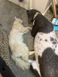 Lost Male Cat last seen Near beacon bluff, Raleigh, NC 27604
