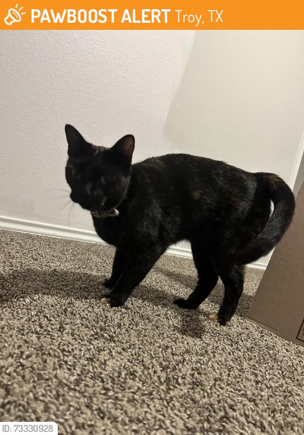 Found/Stray Female Cat last seen Velvet court, Troy, TX 76579