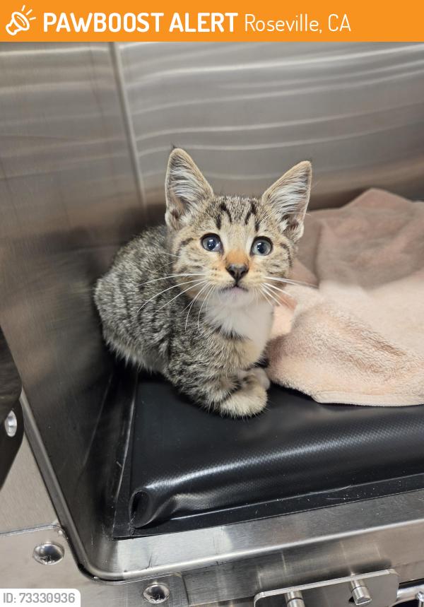 Found/Stray Male Cat last seen At the 76, Roseville, CA 95661