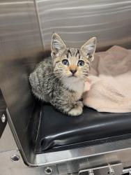 Found/Stray Male Cat last seen At the 76, Roseville, CA 95661