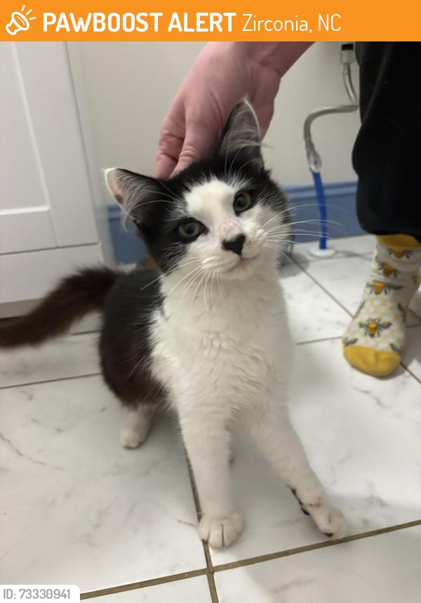 Found/Stray Female Cat last seen Mount Olivet Rd, Zirconia, NC 28790