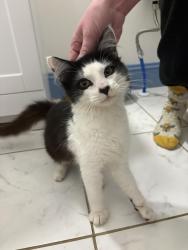 Found/Stray Female Cat last seen Mount Olivet Rd, Zirconia, NC 28790