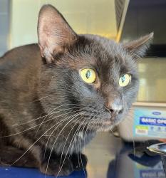 Shelter Stray Male Cat last seen W. 28th Avenue and Ames Street, Wheat Ridge, CO, 80214, 580 McIntyre St, Golden, CO 80401, USA