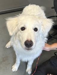 Shelter Stray Male Dog last seen Near Ensign Vista Drive, SALT LAKE CITY, UT, 84103, 511 W 3900 S, Salt Lake City, UT 84123, USA