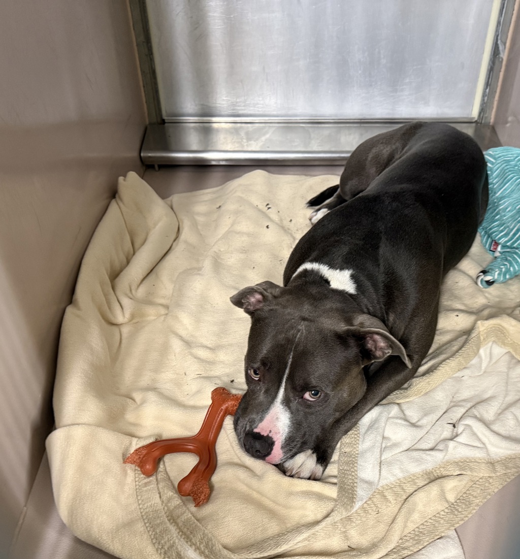 Shelter Stray Male Dog last seen 53rd and 1st ave, NEW YORK, NY, 10022, 326 E 110th St, New York, NY 10029, USA