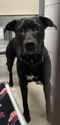 Shelter Stray Male Dog last seen Near N Warm Springs Road, SALT LAKE CITY, UT, 84116, 511 W 3900 S, Salt Lake City, UT 84123, USA