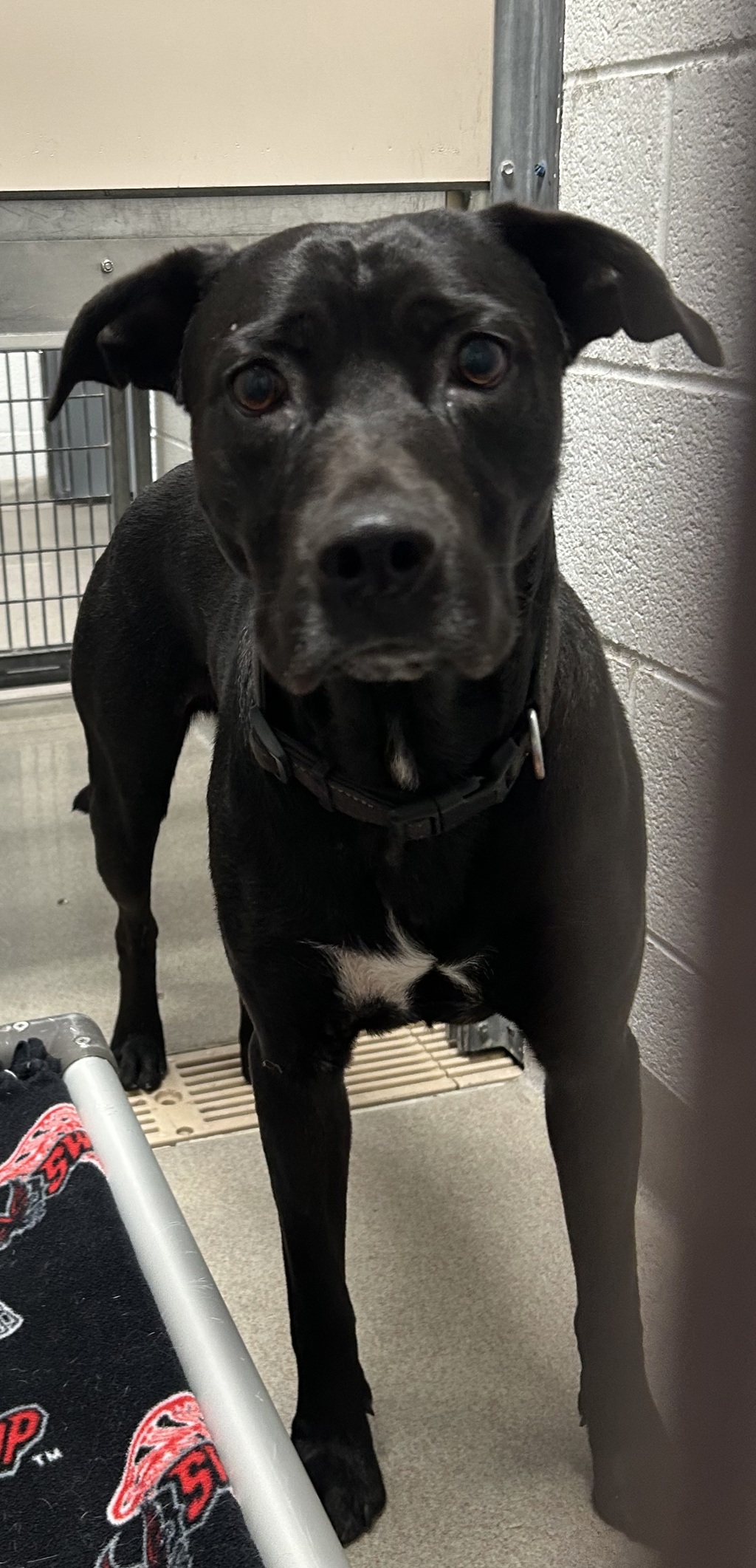 Shelter Stray Male Dog last seen Near N Warm Springs Road, SALT LAKE CITY, UT, 84116, 511 W 3900 S, Salt Lake City, UT 84123, USA