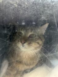 Shelter Stray Male Cat last seen Near E Kensington Avenue, SALT LAKE CITY, UT, 84105, 511 W 3900 S, Salt Lake City, UT 84123, USA