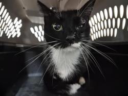 Shelter Stray Female Cat last seen BTW 144th street & 145th, NEW YORK, NY, 10031, 326 E 110th St, New York, NY 10029, USA