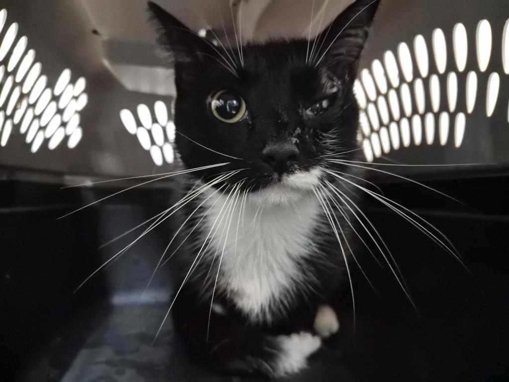 Shelter Stray Female Cat last seen BTW 144th street & 145th, NEW YORK, NY, 10031, 326 E 110th St, New York, NY 10029, USA