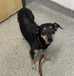 Shelter Stray Male Dog last seen Near N Broadway, Escondido, CA, 92026, Escondido, CA 92027, USA