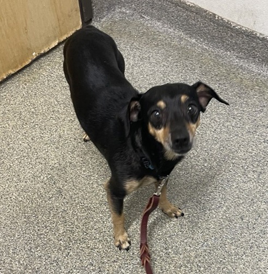 Shelter Stray Male Dog last seen Near N Broadway, Escondido, CA, 92026, Escondido, CA 92027, USA