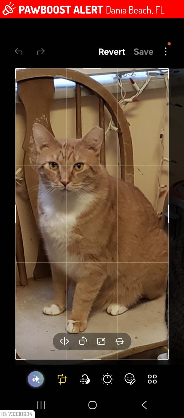 Lost Male Cat last seen SW 2ND AVE & SW 4TH AVE, Dania Beach, FL 33004