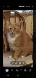 Lost Male Cat last seen SW 2ND AVE & SW 4TH AVE, Dania Beach, FL 33004