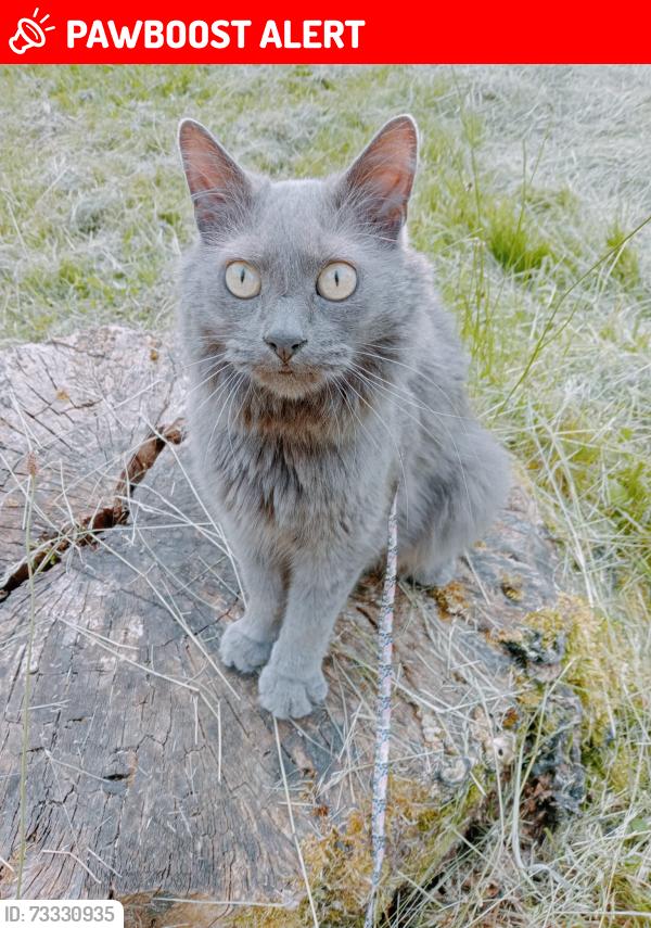 Lost Male Cat last seen Goldthorpe/Thurnscoe, Goldthorpe, England 