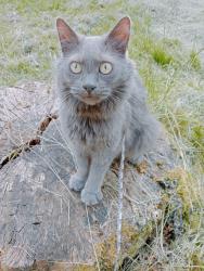 Lost Male Cat last seen Goldthorpe/Thurnscoe, Goldthorpe, England 
