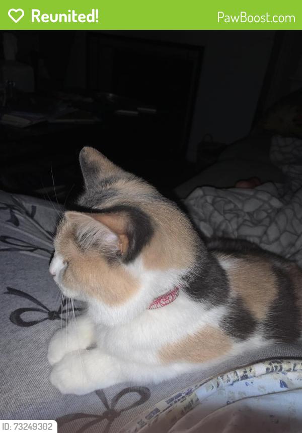 Reunited Female Cat last seen Park Avenue west of Memorial hosp, South Bend, IN 46616