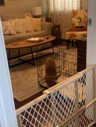 Reunited Male Dog last seen Palmyra Ave. between Brook and Lamont, Richmond, VA 23227