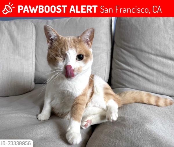 Lost Female Cat last seen 21st and Capp Street, San Francisco, CA 94110