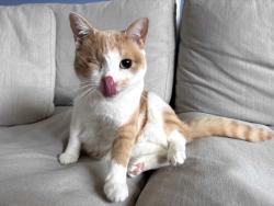 Lost Female Cat last seen 21st and Capp Street, San Francisco, CA 94110