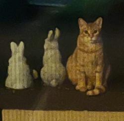 Lost Female Cat last seen Wilton Place, Greensboro, NC 27408