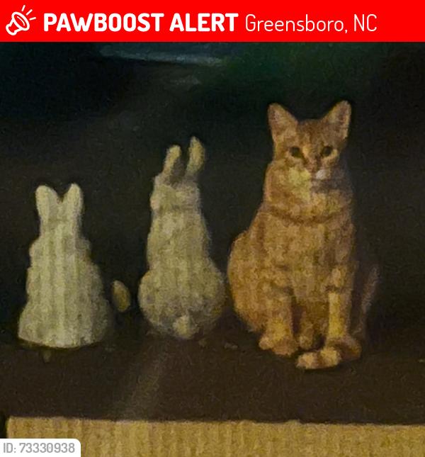Lost Female Cat last seen Wilton Place, Greensboro, NC 27408