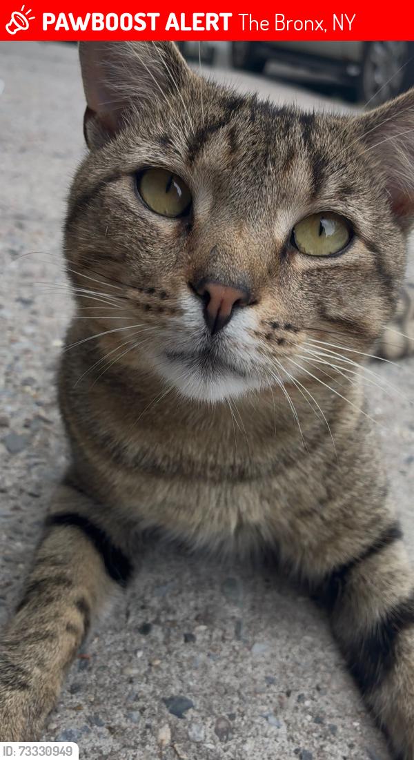 Lost Female Cat last seen Morris park ave, The Bronx, NY 10462
