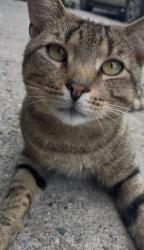 Lost Female Cat last seen Morris park ave, The Bronx, NY 10462