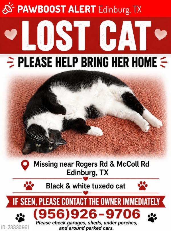 Lost Female Cat last seen Mcoll and Rogers Edinburg, Texas, Edinburg, TX 78541