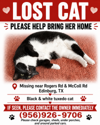 Lost Female Cat last seen Mcoll and Rogers Edinburg, Texas, Edinburg, TX 78541