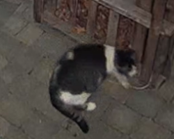 Found/Stray Unknown Cat last seen Around Rue Legault & Rue Cinq-Mars in Parc-de-la-Montagne section of Hull sector in the city of Gatineau province of Quebec, Canada, Gatineau, QC J8Y 1J3