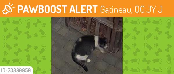 Found/Stray Unknown Cat last seen Around Rue Legault & Rue Cinq-Mars in Parc-de-la-Montagne section of Hull sector in the city of Gatineau province of Quebec, Canada, Gatineau, QC J8Y 1J3