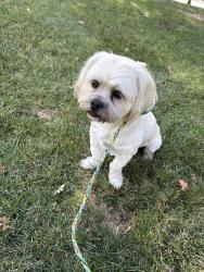 Reunited Male Dog last seen Bellaterra Dr, Elk Grove, CA 95757, USA, Elk Grove, CA 95757