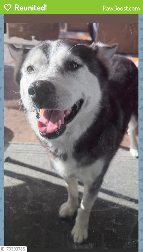 Reunited Female Dog last seen Camino Prado - Villages of Escaya, Chula Vista, CA 91913