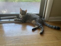Lost Male Cat last seen Sullivan street Madison al, Madison, AL 35758