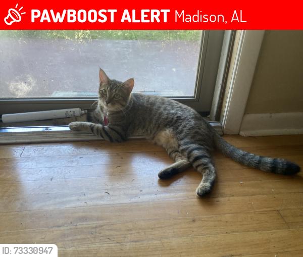 Lost Male Cat last seen Sullivan street Madison al, Madison, AL 35758