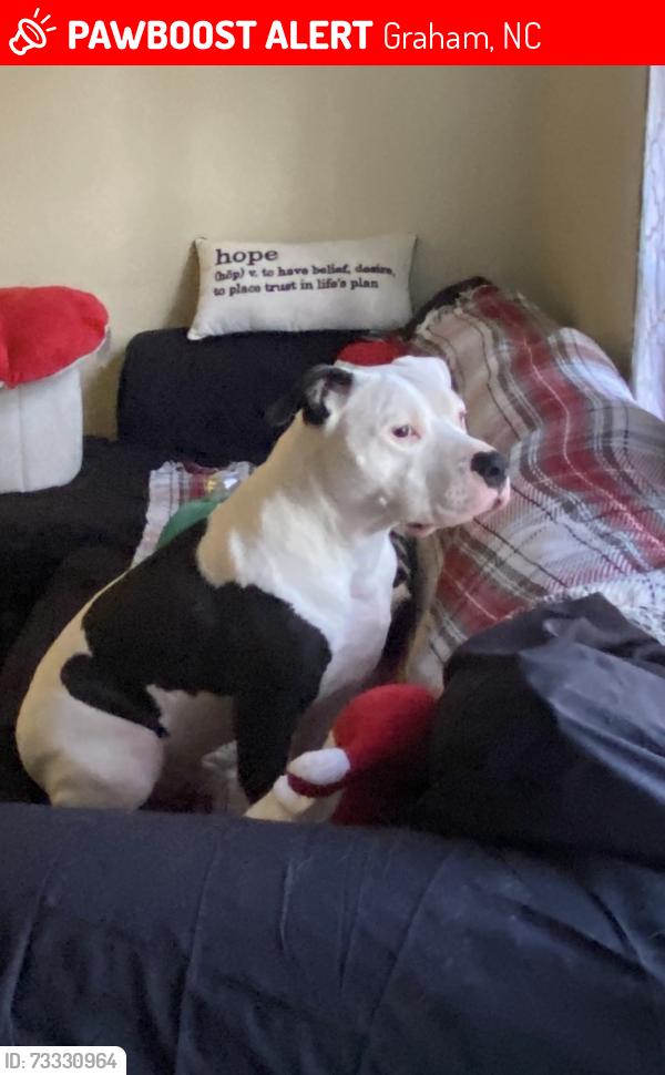 Lost Male Dog last seen Graham middle school, Graham, NC 27253