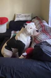 Lost Male Dog last seen Graham middle school, Graham, NC 27253