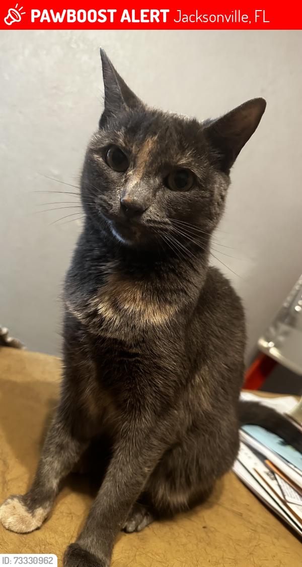 Lost Female Cat last seen Near Lippizan dr, Jacksonville, FL 32257
