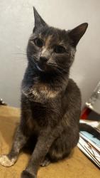 Lost Female Cat last seen Near Lippizan dr, Jacksonville, FL 32257