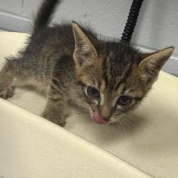 Shelter Stray Female Cat last seen , 328 Furman Hall Rd, Greenville, SC 29609, USA