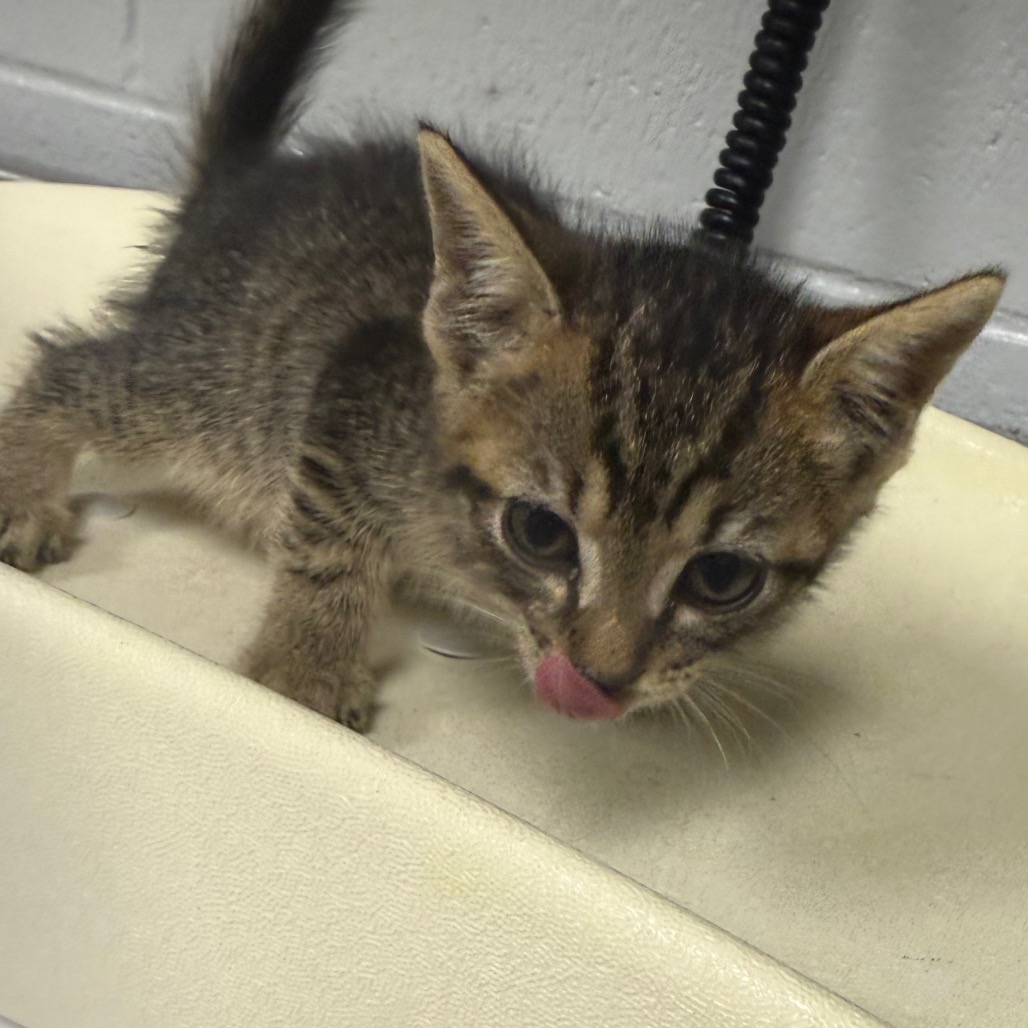 Shelter Stray Female Cat last seen , 328 Furman Hall Rd, Greenville, SC 29609, USA