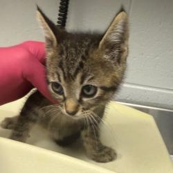 Shelter Stray Female Cat last seen , 328 Furman Hall Rd, Greenville, SC 29609, USA