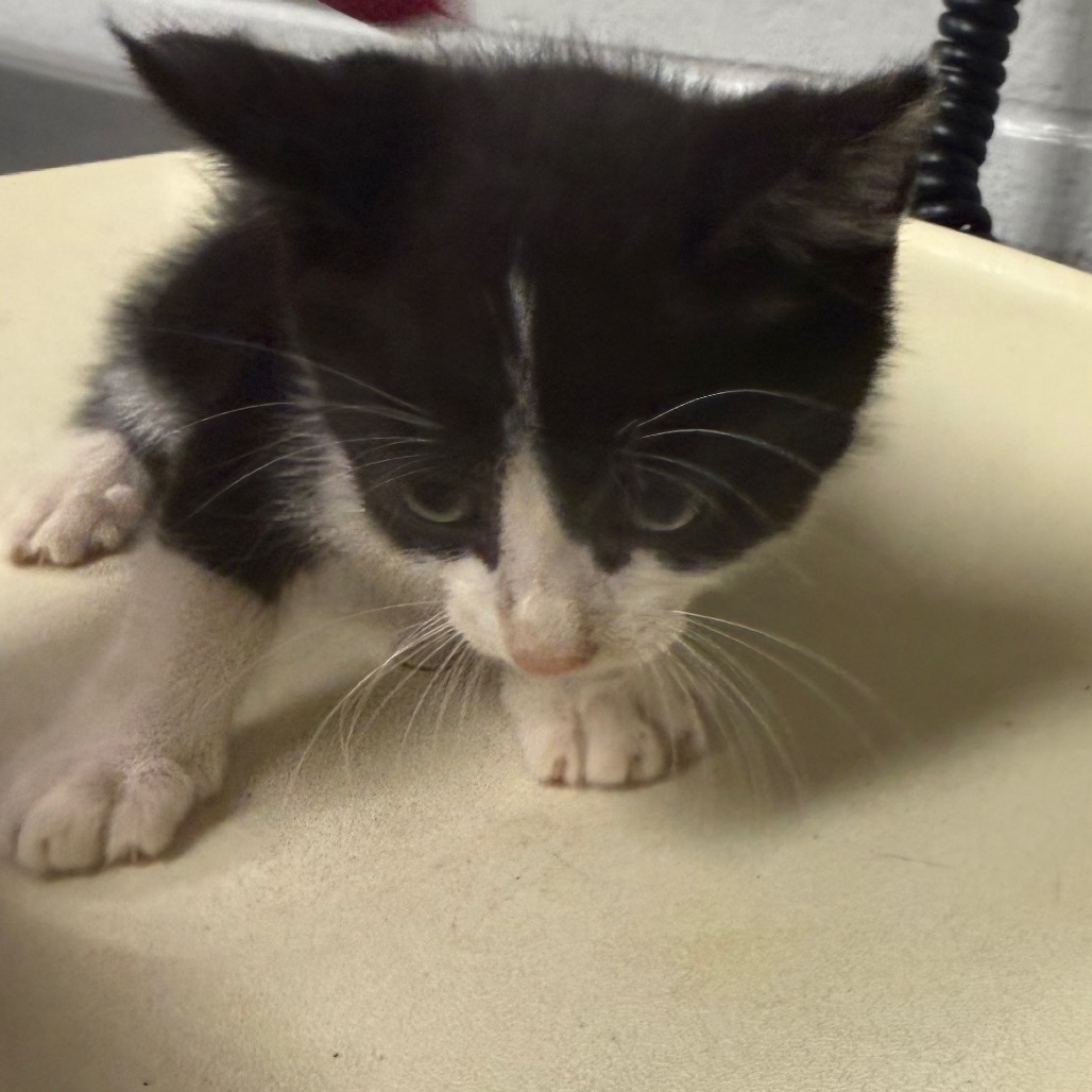 Shelter Stray Male Cat last seen , 328 Furman Hall Rd, Greenville, SC 29609, USA