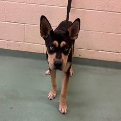 Shelter Stray Male Dog last seen , 2350 Appling City Cove, Memphis, TN 38133, USA