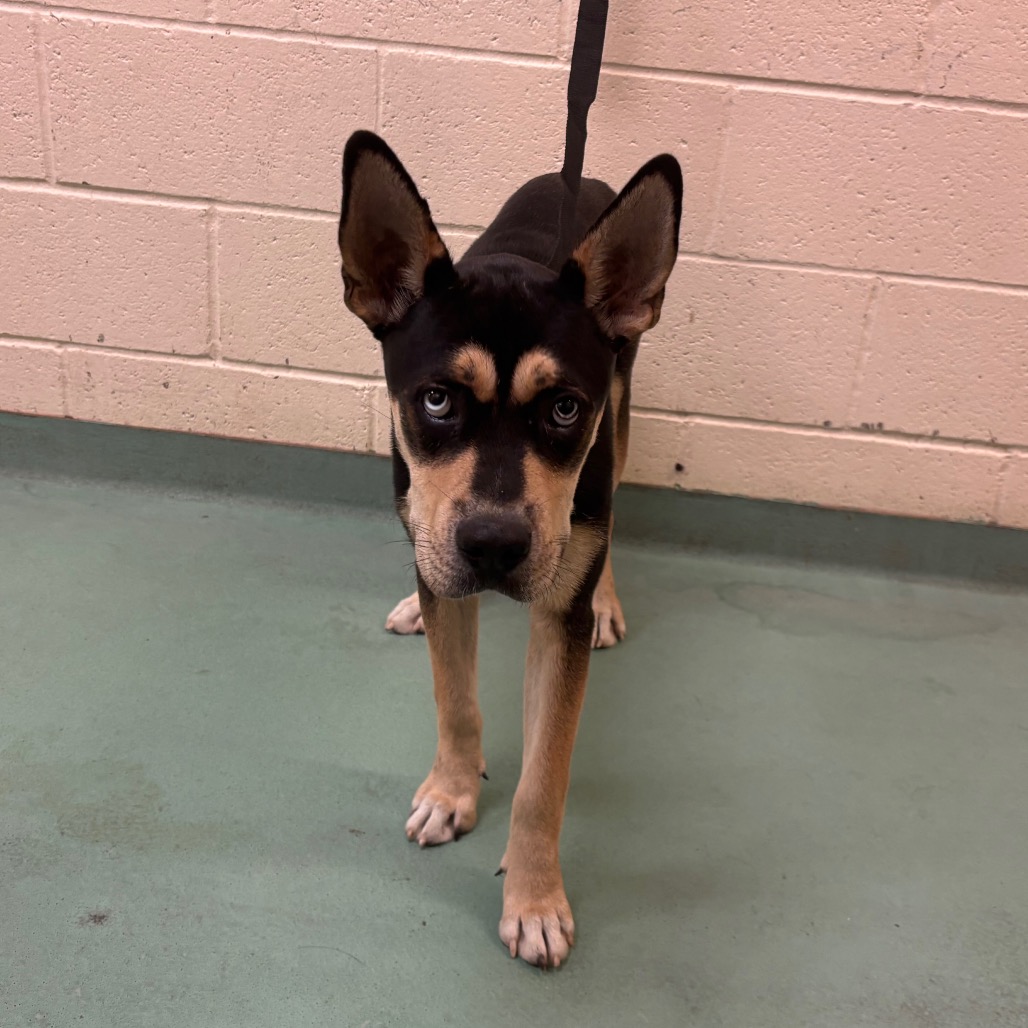 Shelter Stray Male Dog last seen , 2350 Appling City Cove, Memphis, TN 38133, USA