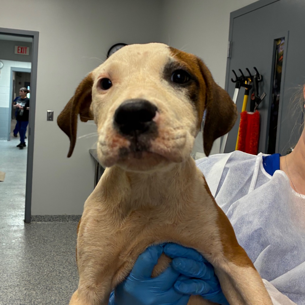 Shelter Stray Female Dog last seen , 328 Furman Hall Rd, Greenville, SC 29609, USA